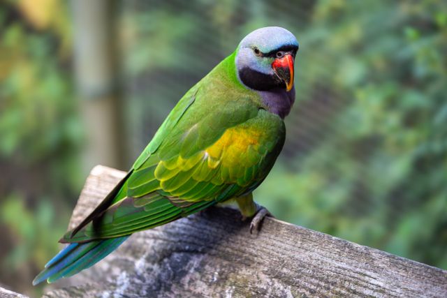 Moustache Parakeet photo
