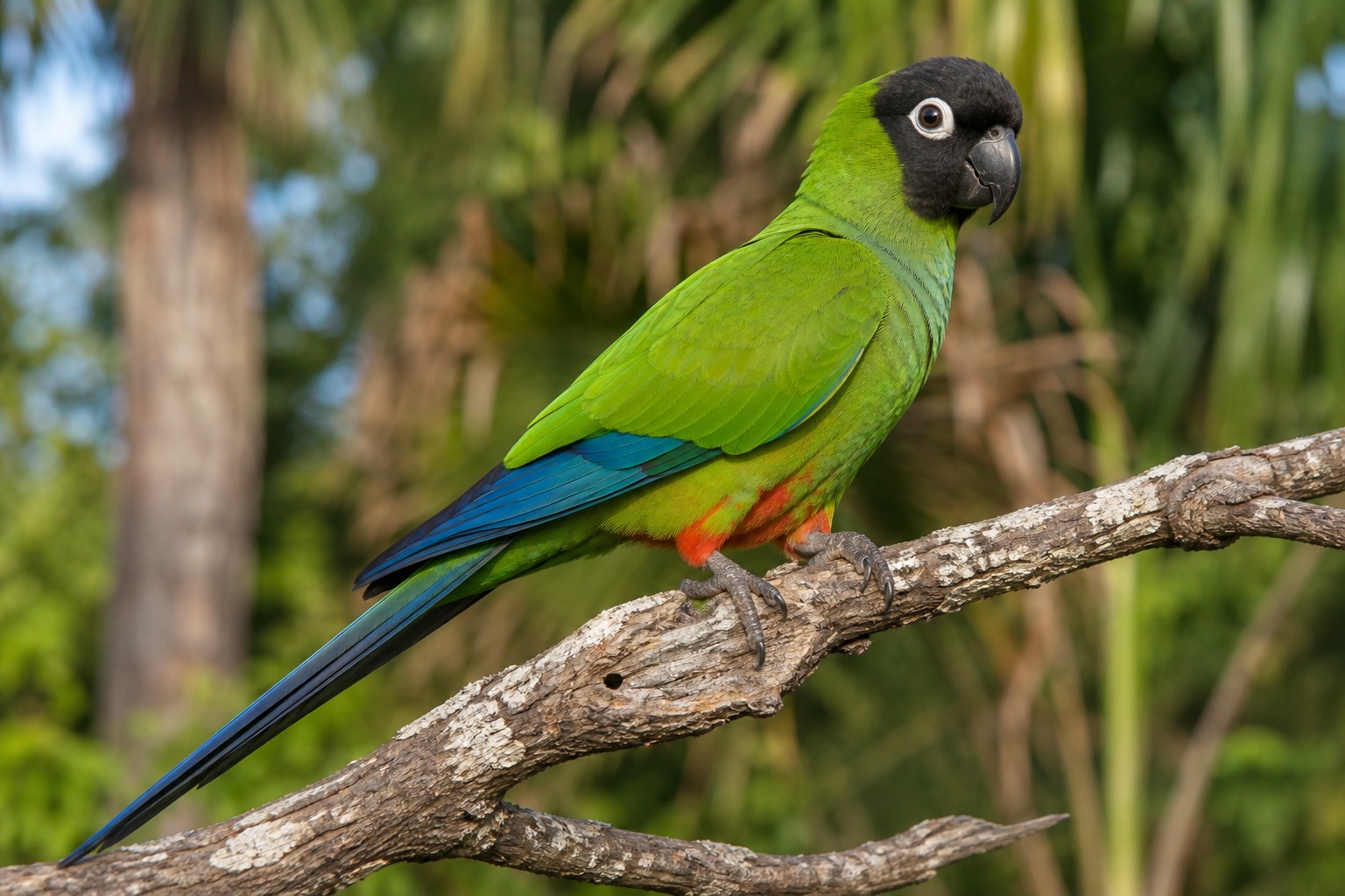 Nanday Conure photo
