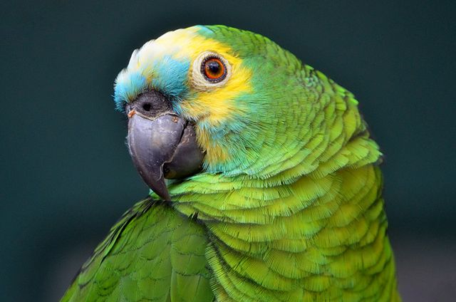 Orange-Winged Amazon photo