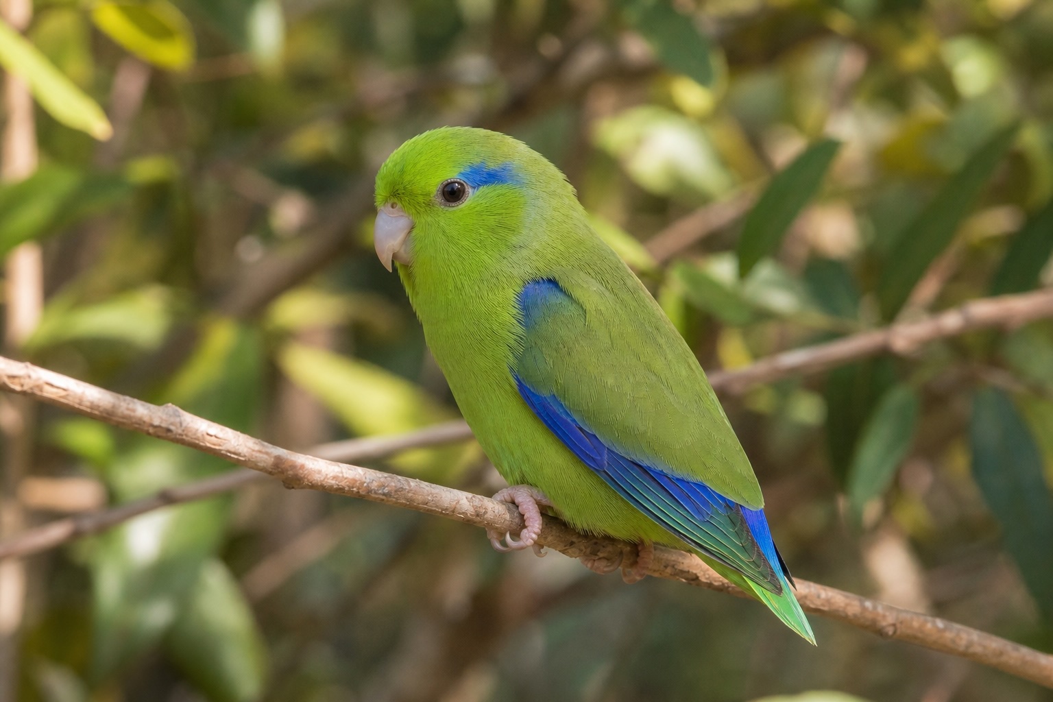 Pacific Parrotlet photo