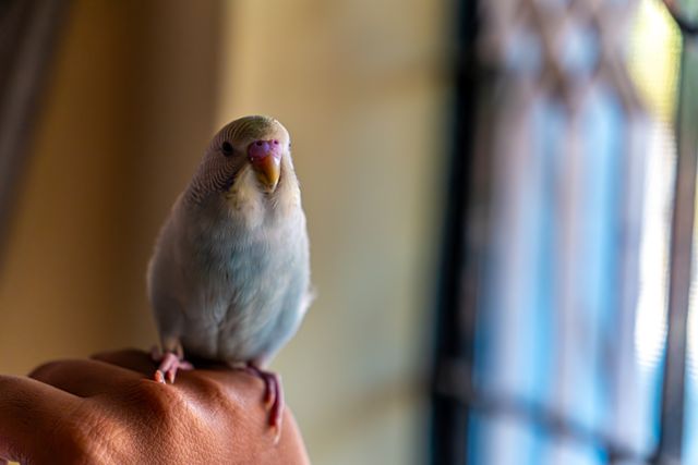 Parrotlet photo