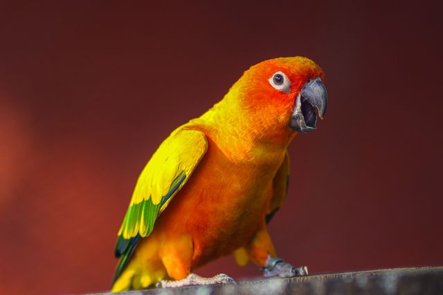 Pineapple Conure photo