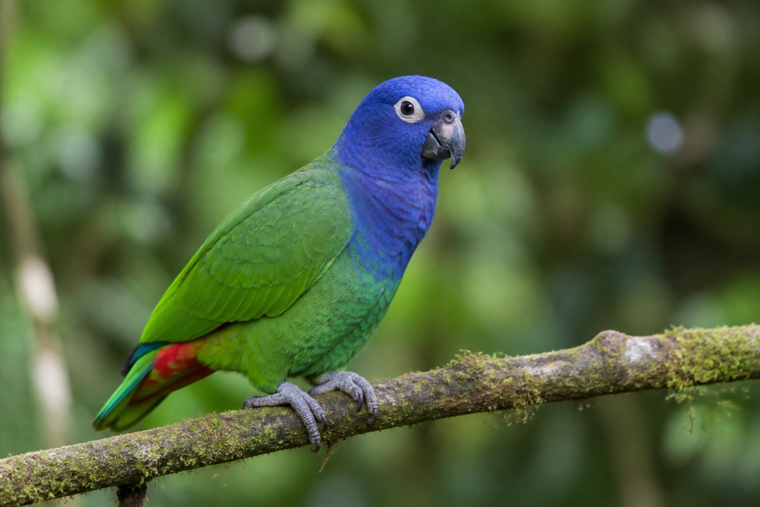 Pionus Parrot photo