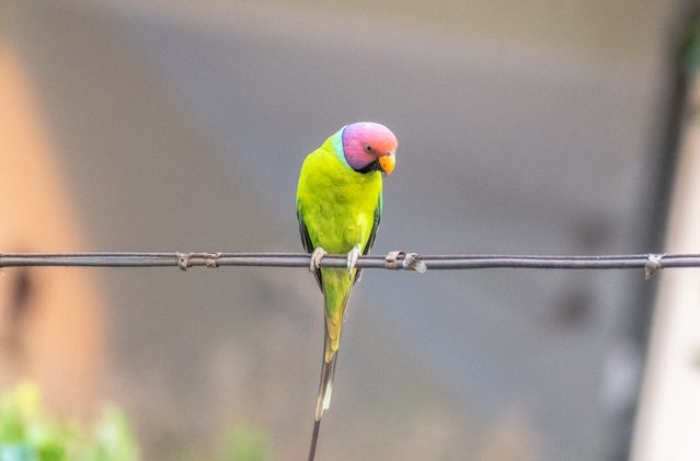 Plum-Headed Parakeet photo