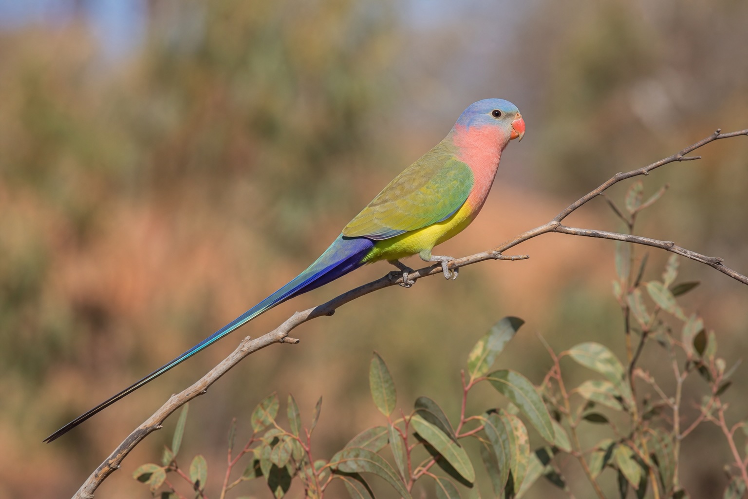 Princess Parrot photo