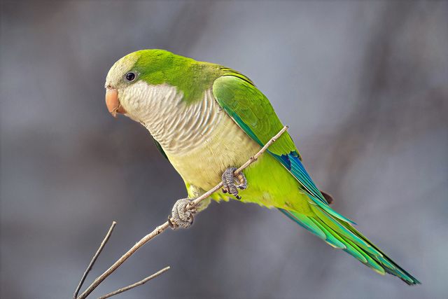 Quaker Parrot photo