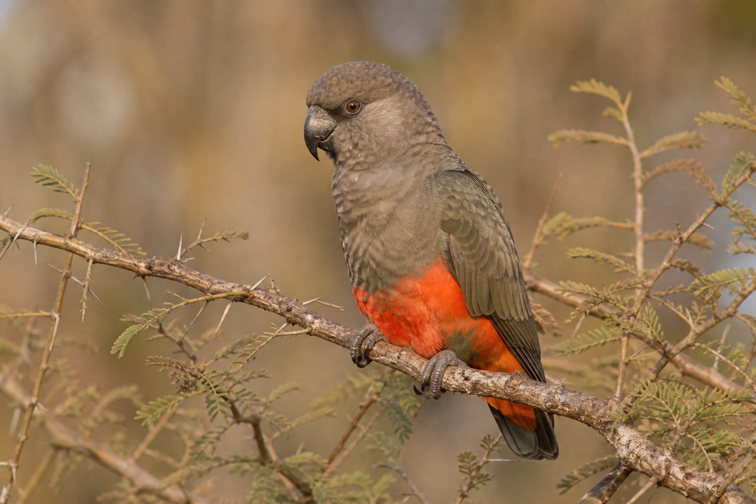Red-Bellied Parrot photo