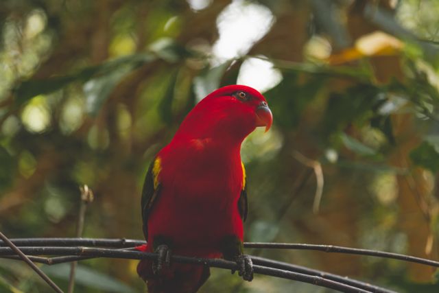 Red Lory photo
