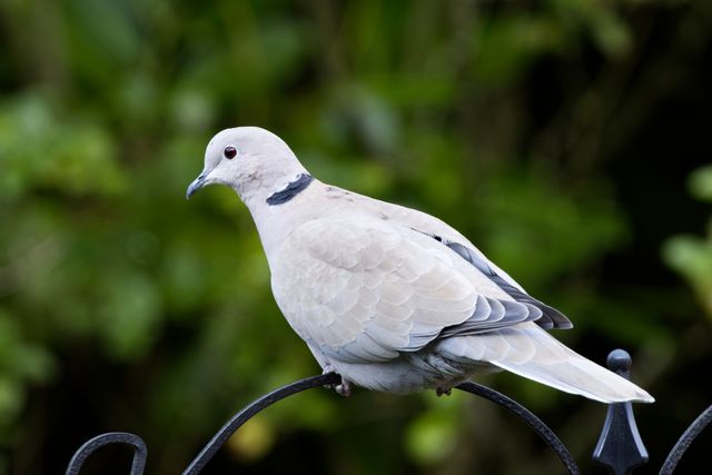 Ring-Necked Dove photo