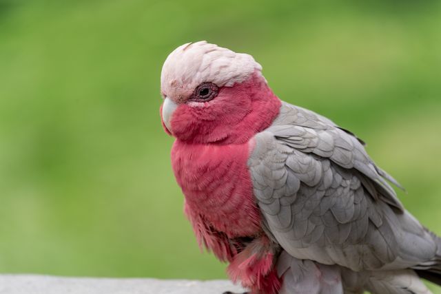 Rose-Breasted Cockatoo photo