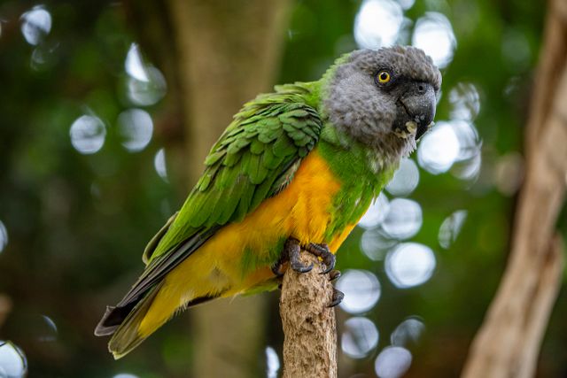 Senegal Parrot photo