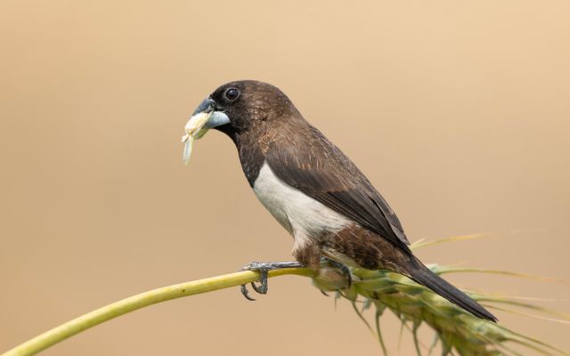 Society Finch photo