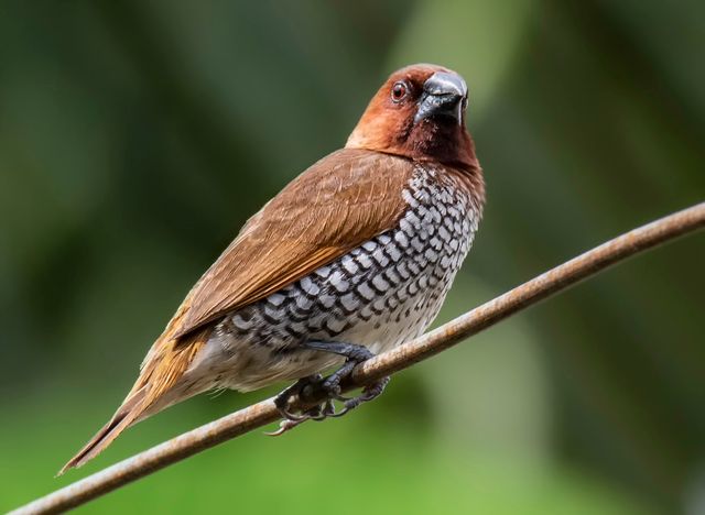 Spice Finch photo