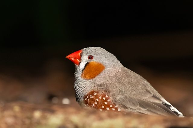 Star Finch photo