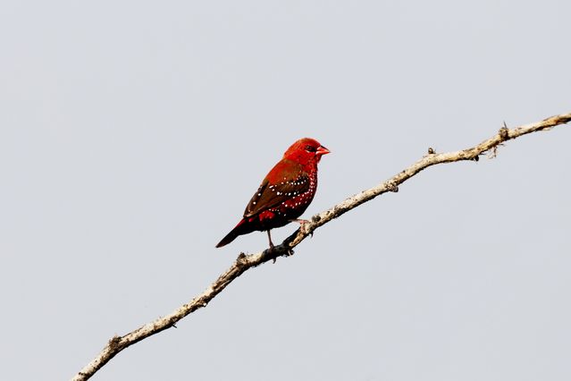 Strawberry Finch photo
