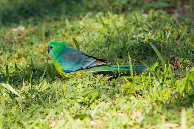 Turquoisine Parakeet photo