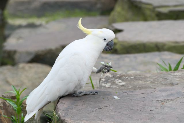 Umbrella Cockatoo photo