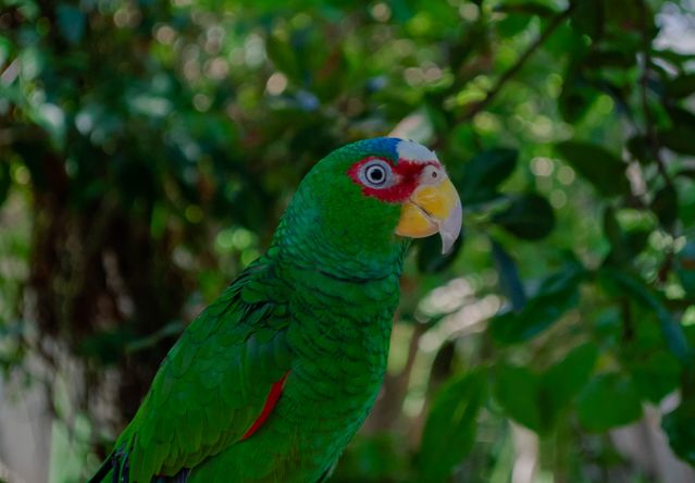 White-Fronted Amazon photo