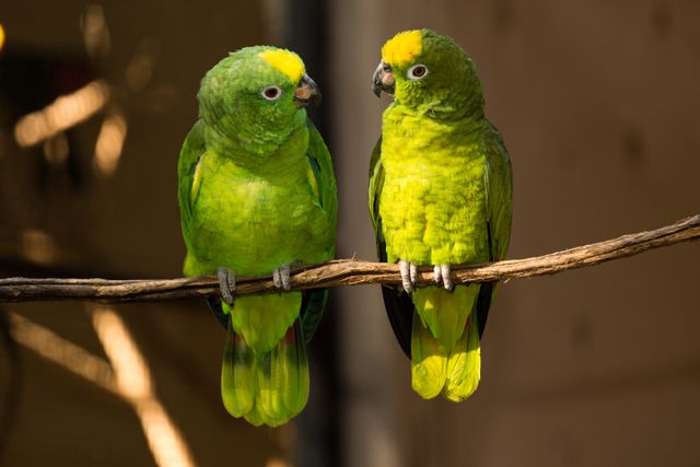 Yellow-Naped Amazon photo