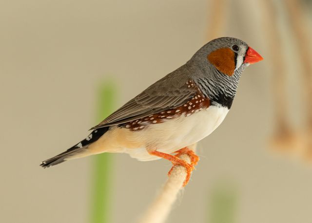 Zebra Finch photo