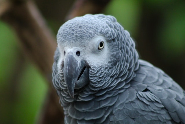 African Grey Parrot photo
