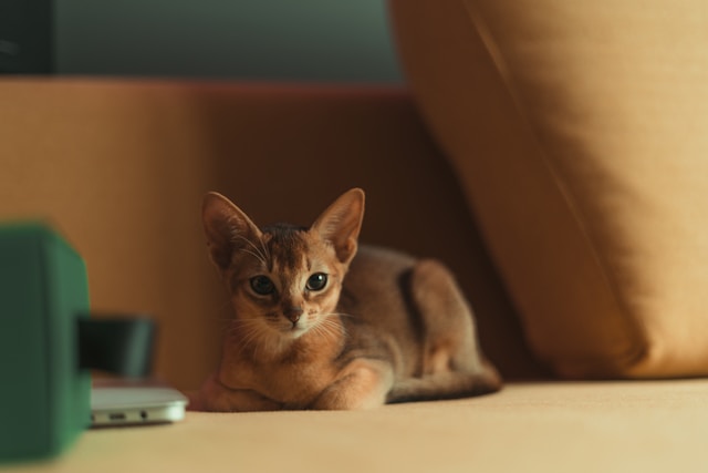 Abyssinian photo