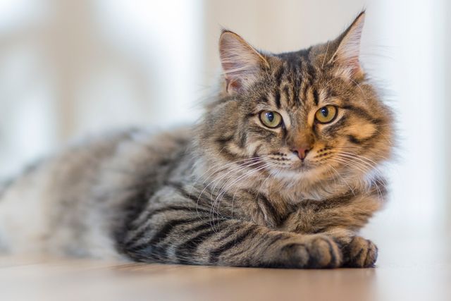 American Bobtail photo
