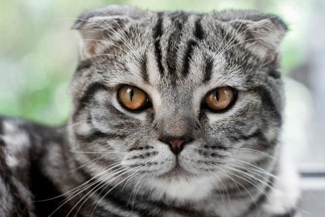 American Curl photo