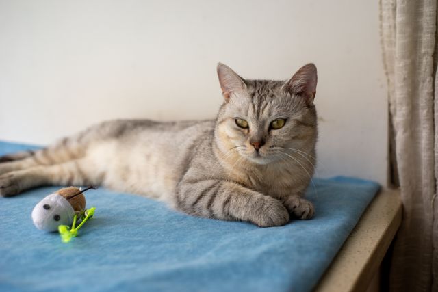 American Shorthair photo