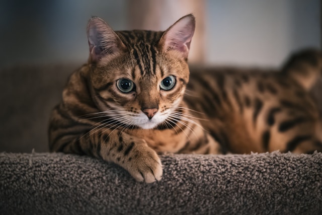 Bengal photo