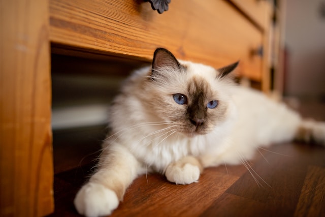 Birman photo