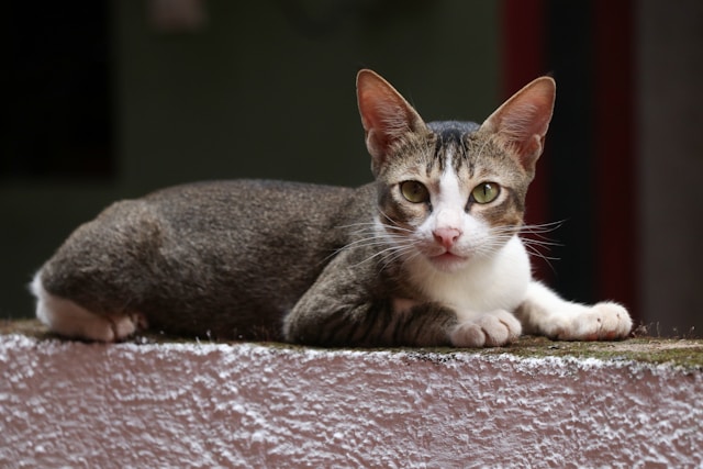 Brazilian Shorthair photo
