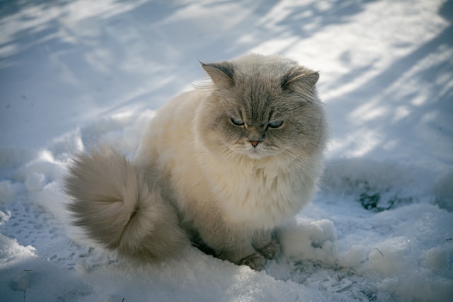 British Longhair photo