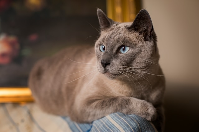 Burmese photo