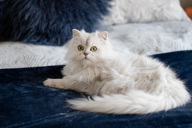 Burmilla photo