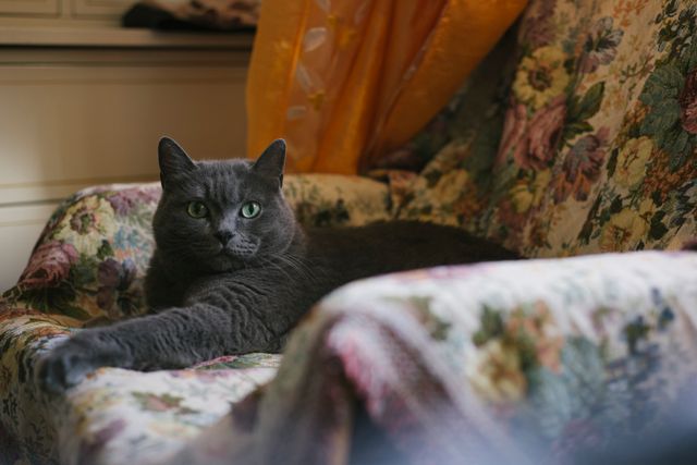 Chartreux photo