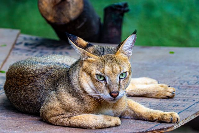 Chausie photo