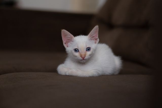 Colorpoint Shorthair photo
