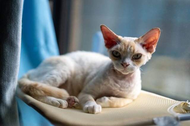 Cornish Rex photo