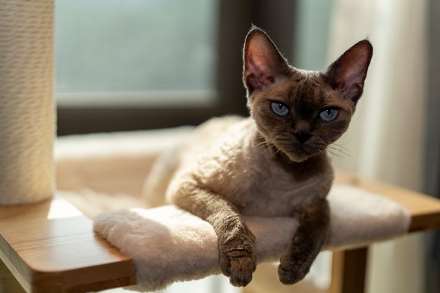 Devon Rex photo