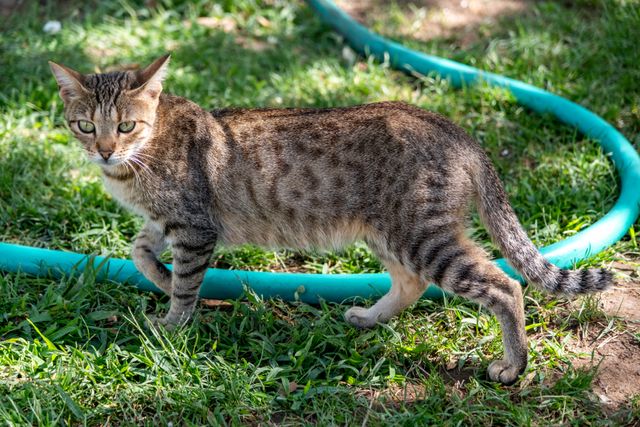 Egyptian Mau photo