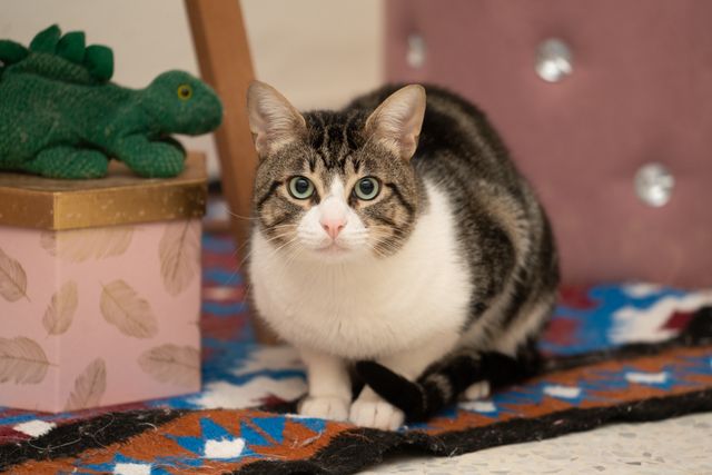 European Shorthair photo