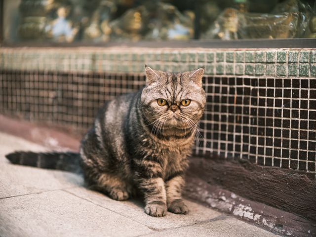 Exotic Shorthair photo