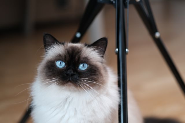 Himalayan photo
