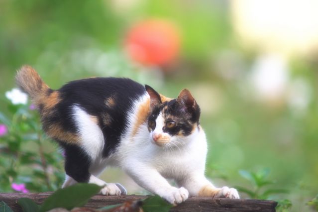 Japanese Bobtail photo