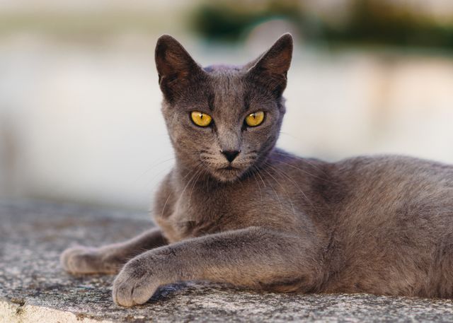 Korat photo