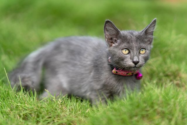 Lykoi photo