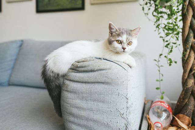 Munchkin photo