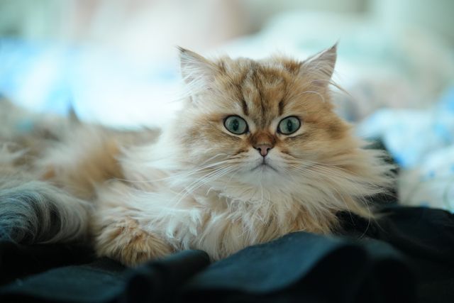 Napoleon Cat photo