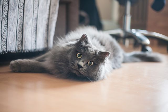 Nebelung photo